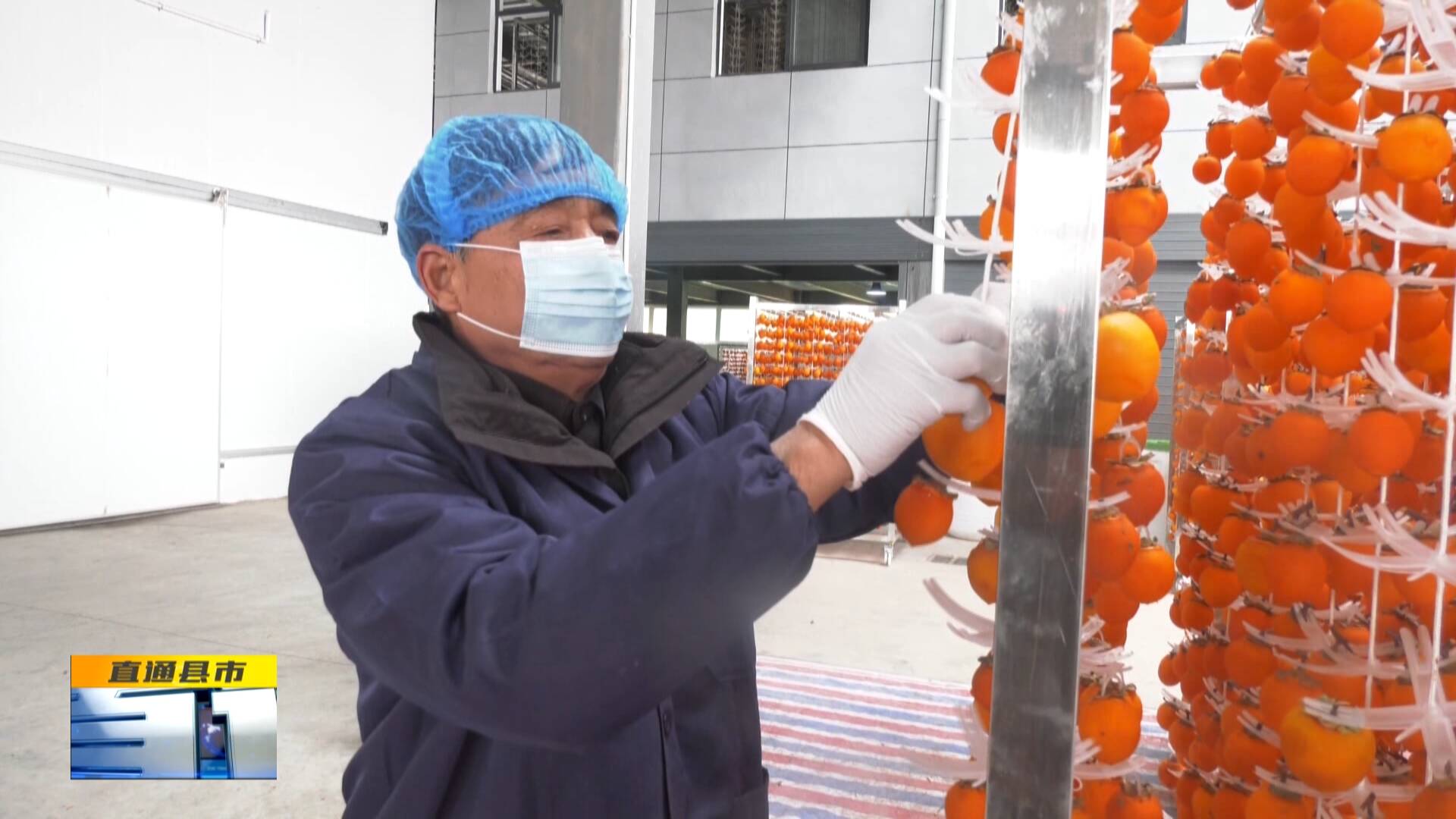 柿业腾飞，延链富民 富平潼关以初级农产品加工撬动产业升级新篇章