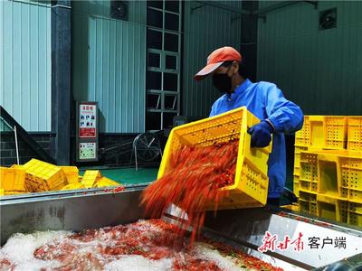 让玉门枸杞这张“红色名片”愈发鲜亮 浅谈初级农产品加工的价值与路径