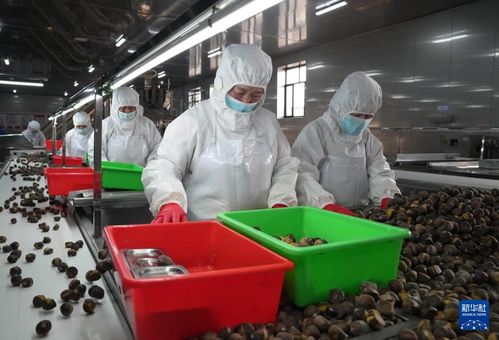 河北遵化 发展农产品深加工助力乡村振兴
