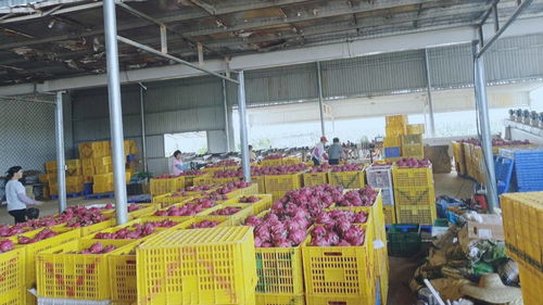 从田间到品牌 农产品深加工如何撬动品牌化升级