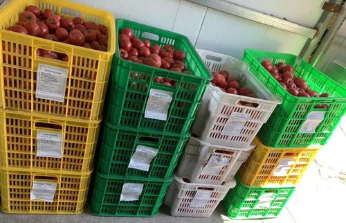 粤试行食用农产品合格证制度，为初级农产品加工添“身份证”与溯源码